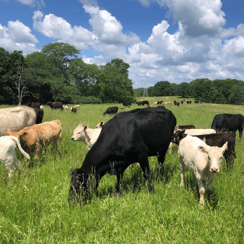 Strategi Antisipatif Peternakan Nasional Menyongsong Gelombang Konsumsi 2026: Sebuah Analisis Prospektif