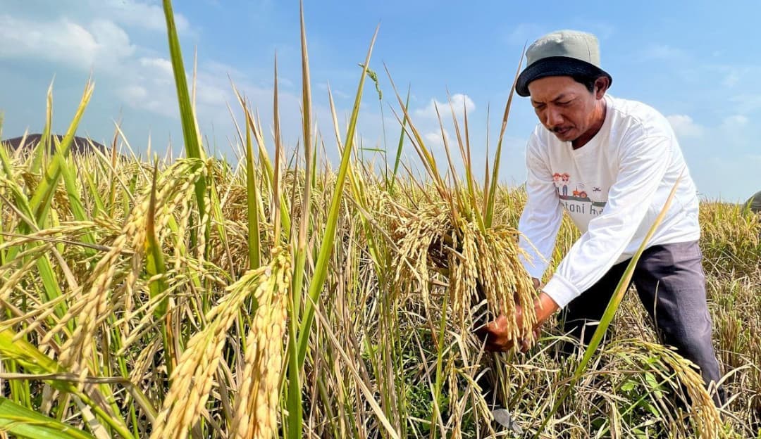 Analisis Strategis: Dampak Distribusi Bantuan Produksi Pertanian Akhir Tahun terhadap Ketahanan Pangan Nasional