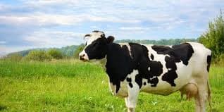 Strategi Nasional Penguatan Peternakan: Analisis Impor Sapi Perah Australia dalam Kerangka Ketahanan Pangan Indonesia