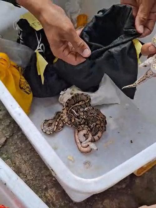 Analisis Kasus Penyelundupan Satwa di Bali: Sebuah Pelanggaran Serius terhadap Kedaulatan Hayati Indonesia