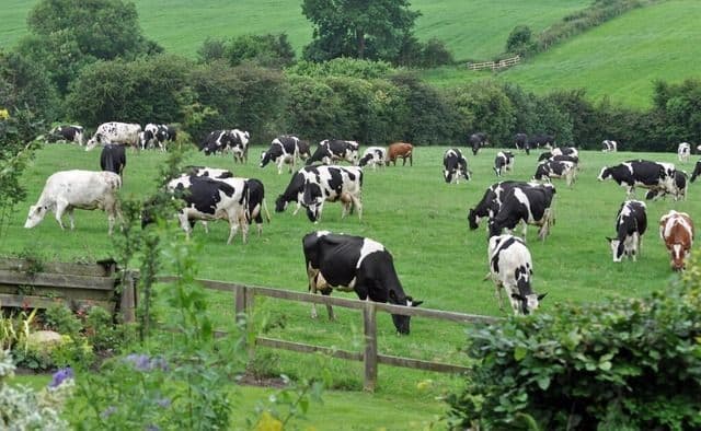 Mengurai Jaring-Jaring Ketahanan Pangan: Analisis Kontribusi Strategis Sektor Peternakan Indonesia