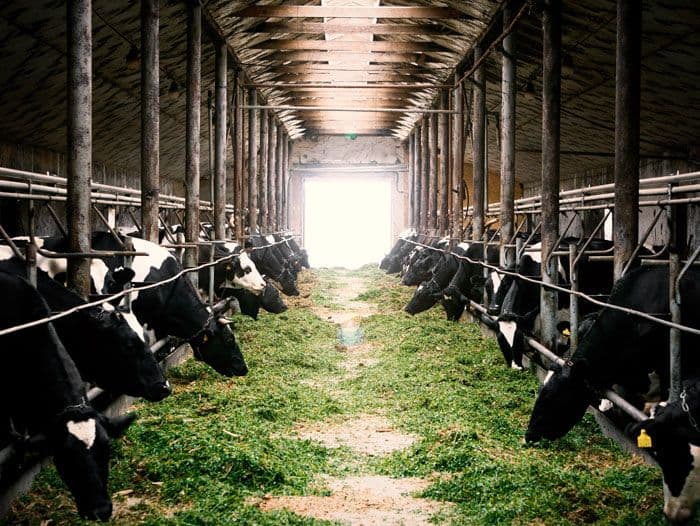 Transformasi Sektor Peternakan: Analisis Peluang Investasi dan Strategi Pengembangan Berkelanjutan