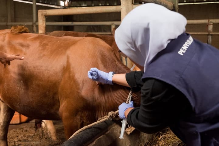 Strategi Vaksinasi Ternak 2025: Perlindungan Ekosistem Peternakan Nasional dalam Perspektif One Health