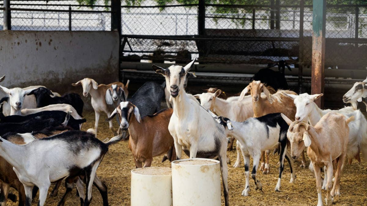 Transformasi Ekonomi Pedesaan Jawa Barat: Analisis Komprehensif Industri Kambing Perah sebagai Pilar Ketahanan Pangan