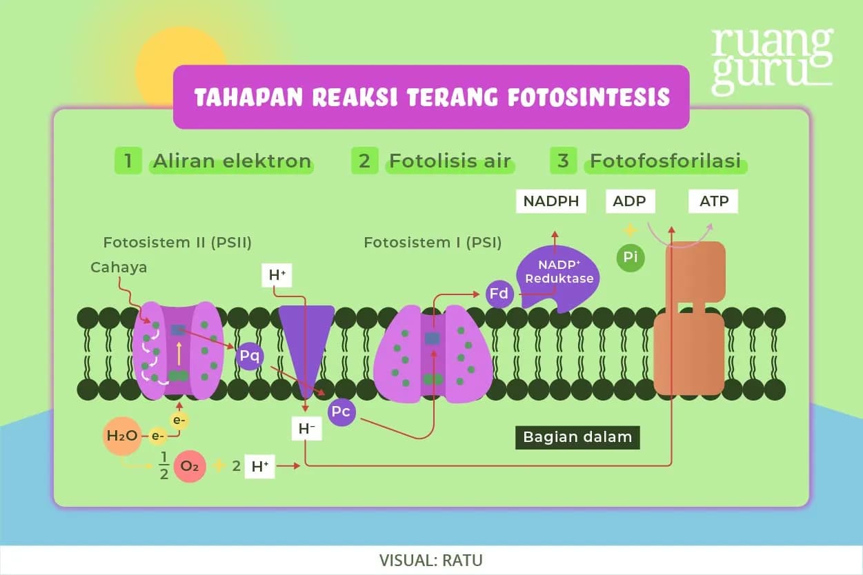 Pengertian Fotosintesis: Reaksi Terang, Reaksi Gelap, dan Faktor yang Mempengaruhi