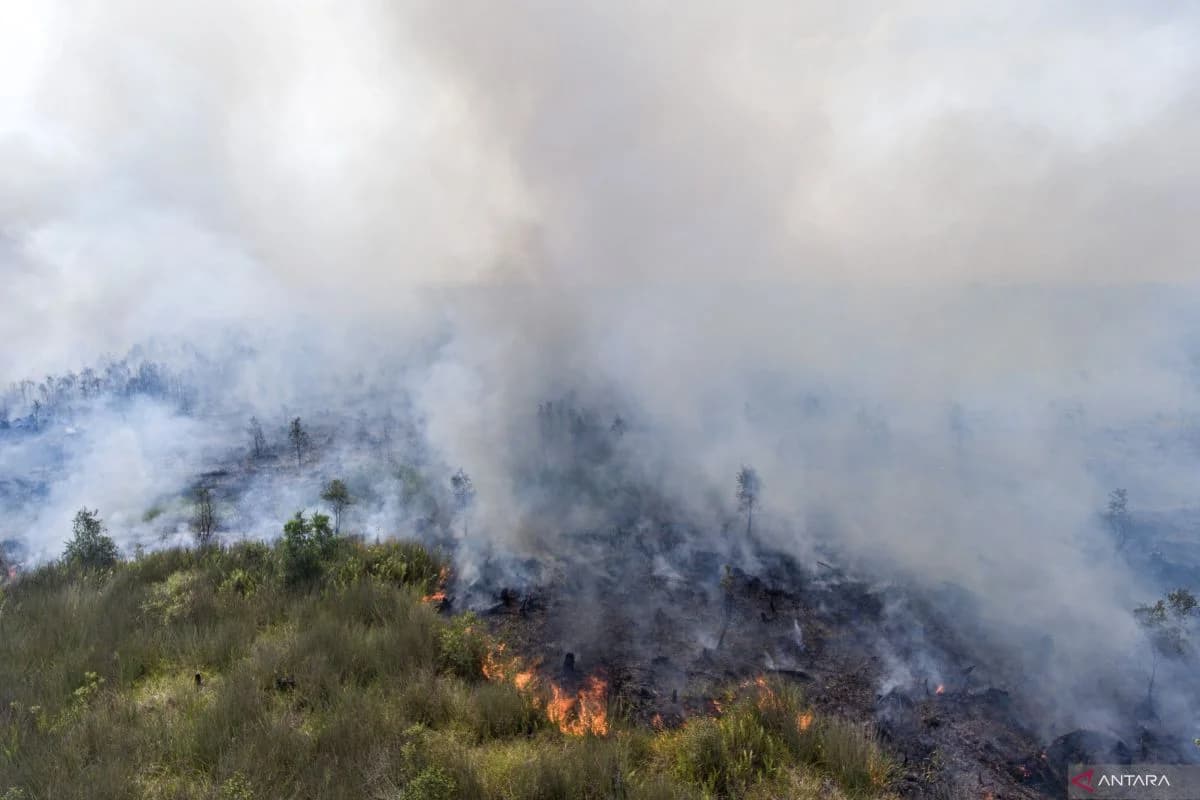 Dampak Kabut Asap Karhutla Sumatera dan Kalimantan, Kualitas Udara Masuk Level Tidak Sehat